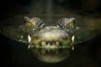 Menerka Alam Bawah Sadar Buaya