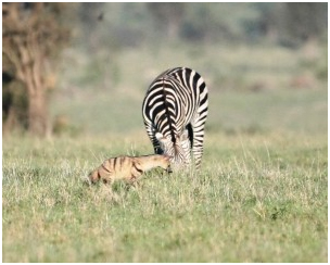 The Elusive Ardwolf | Athi Kapiti Conservation Initiative