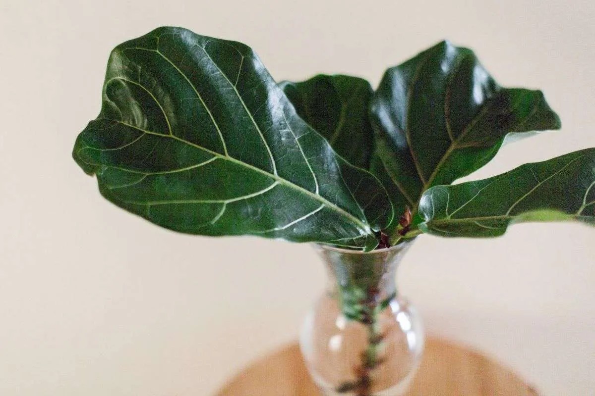 How To Propagate Fig Trees In Water (Easy Tips) Aker