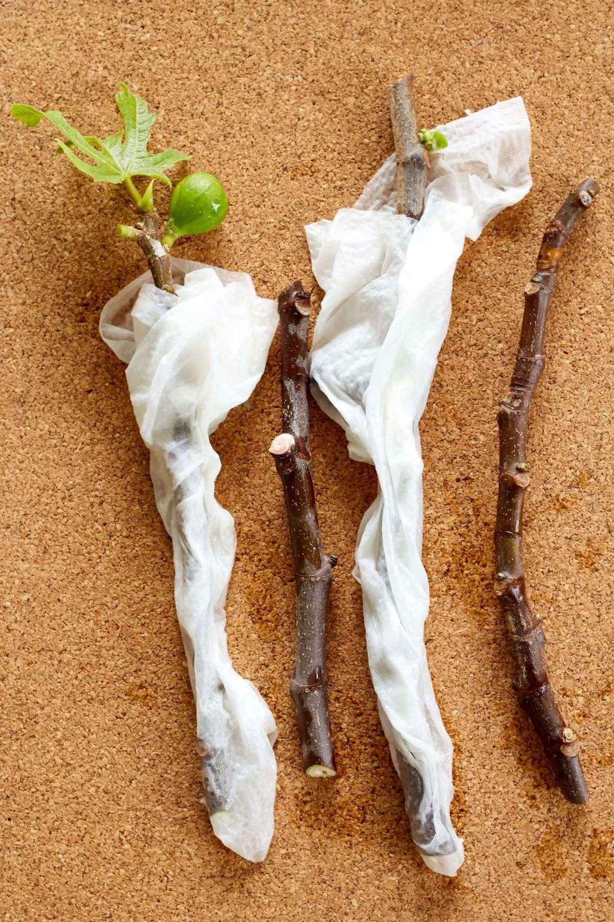 How To Propagate Fig Trees In Water (Easy Tips) Aker