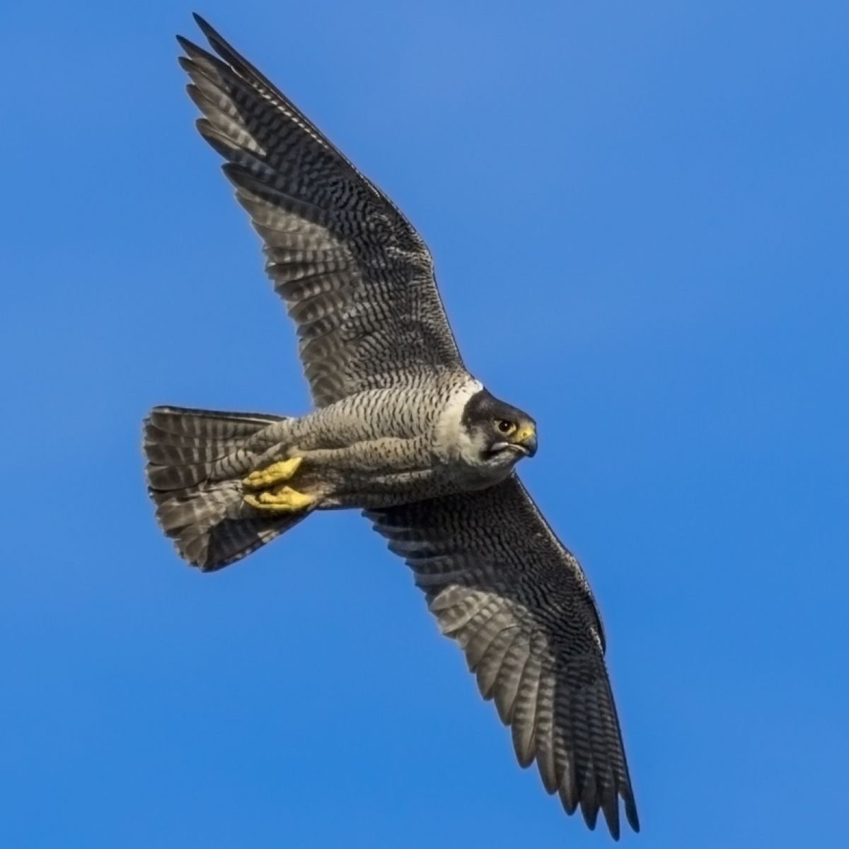 Alaska Falconers Association Alaska Falconers