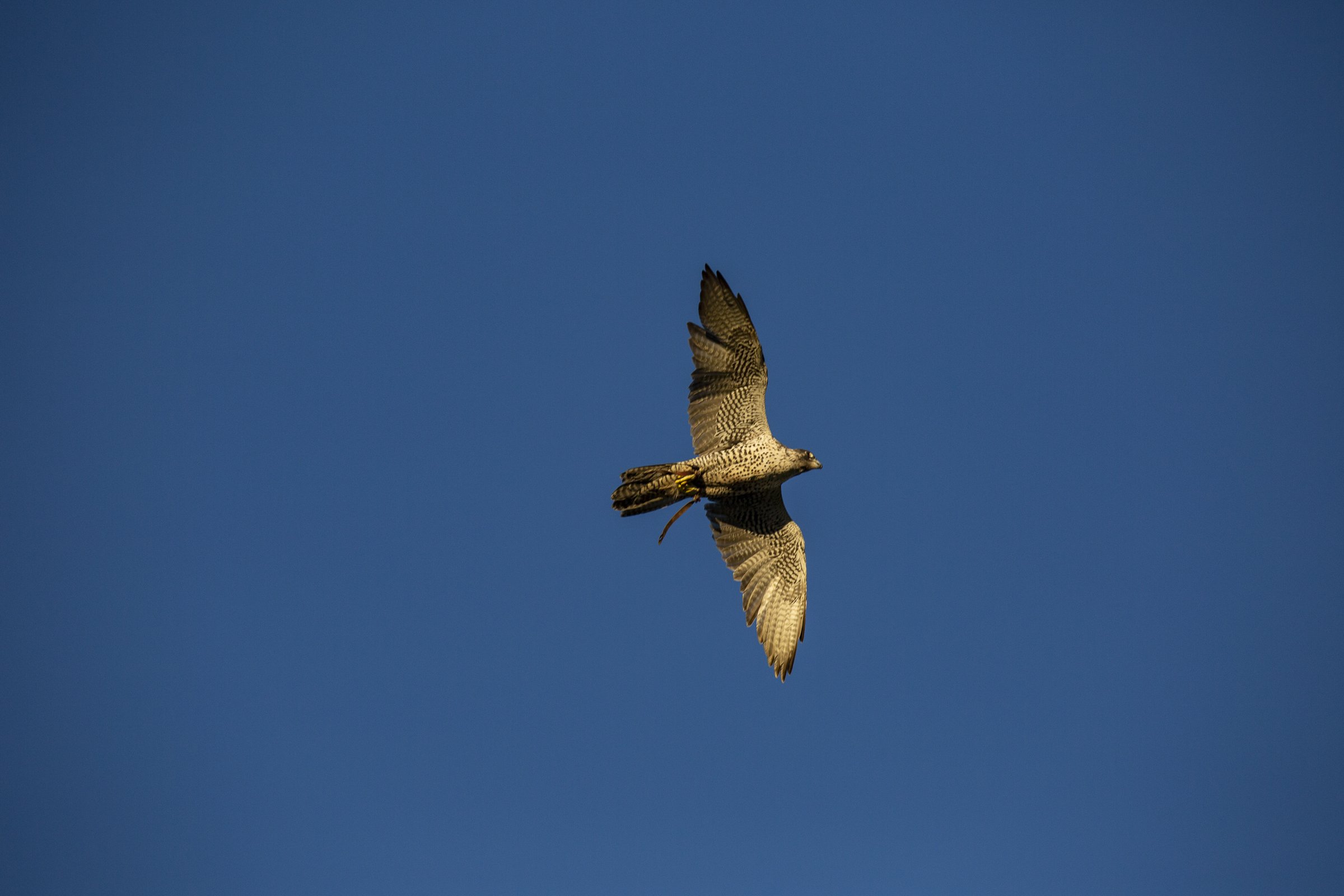 Gallery Alaska Falconers Association
