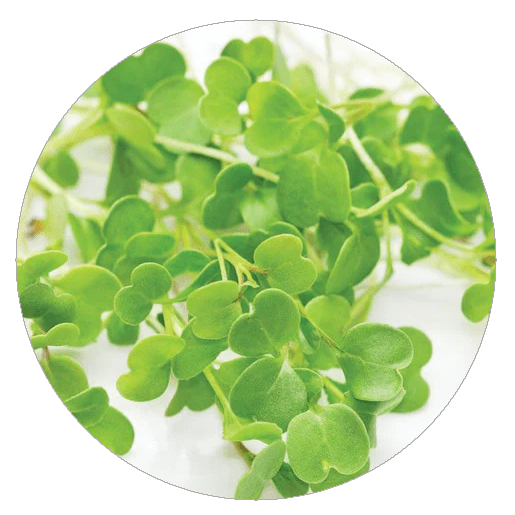 Arugula Microgreens Akinad Farms