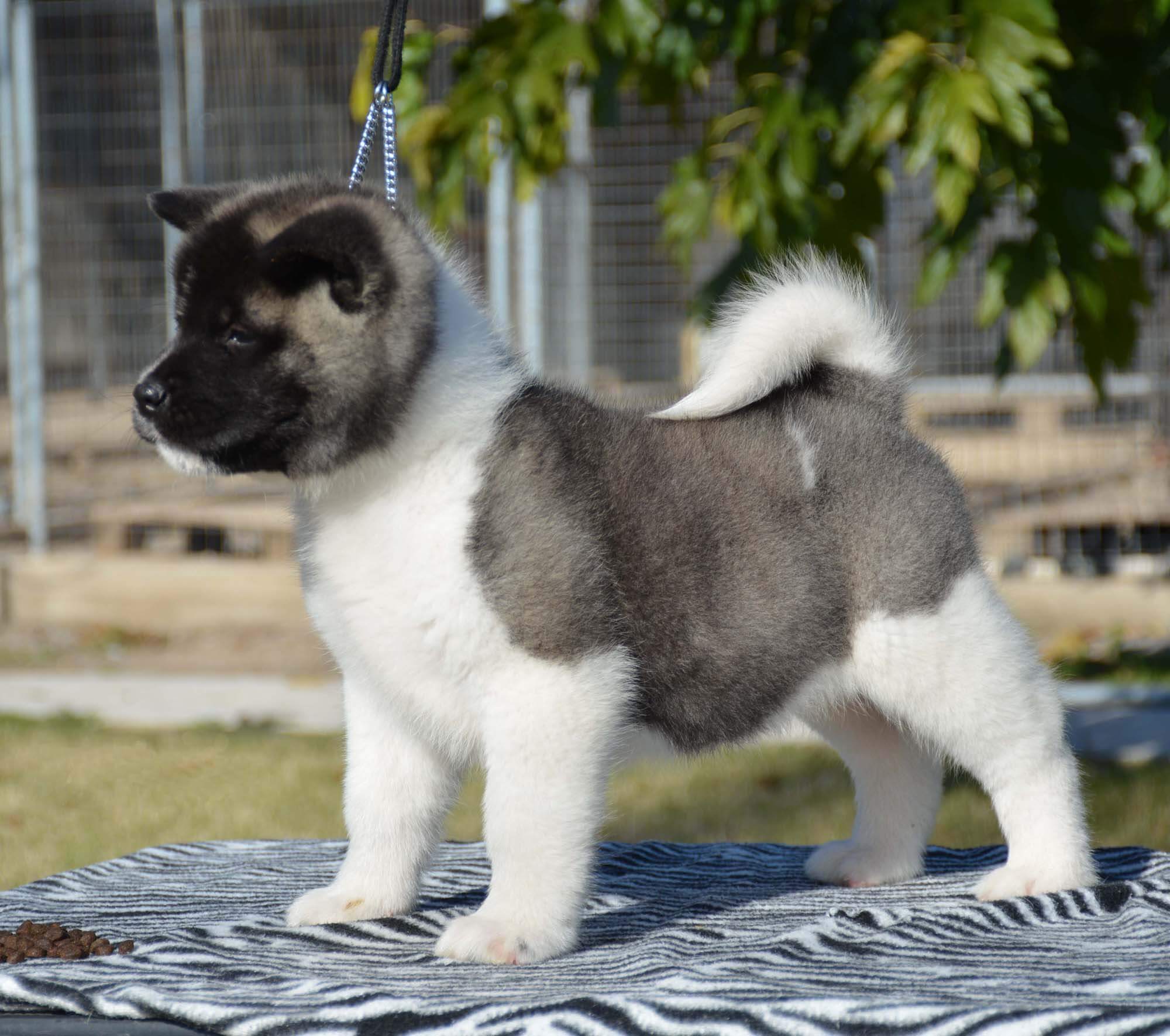 PUPPIES FROM LORD & LARA 6 & HALF WEEKS OLD Bear Look Akitas