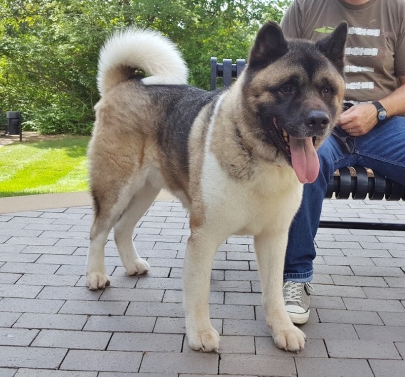 Akita Rescue