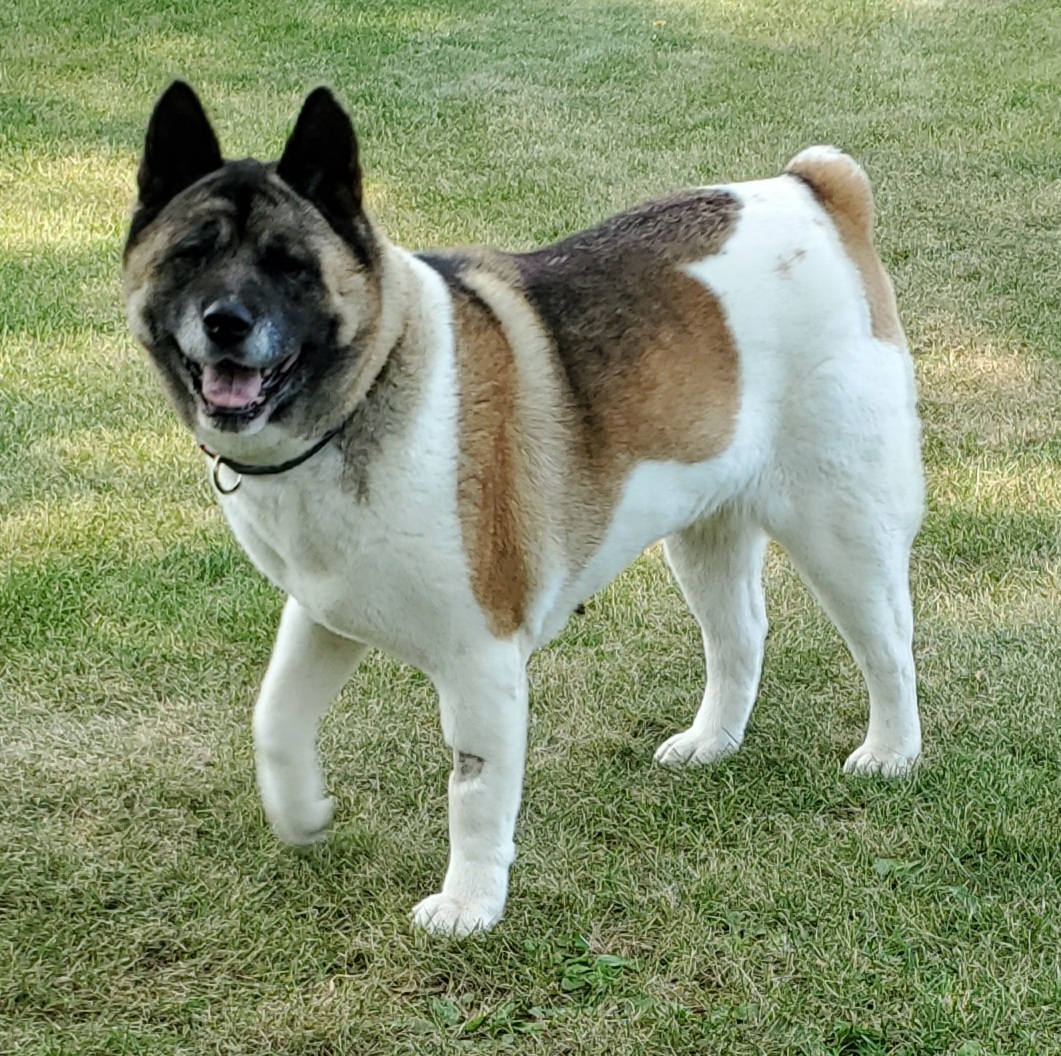 Midwest Akita Rescue Society (MARS) Serving the Illinois, Indiana