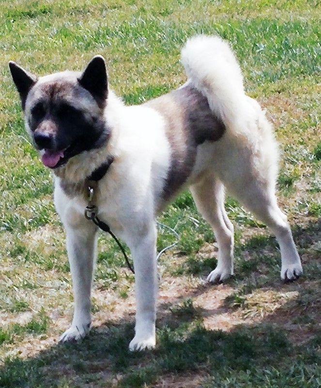 Akita Rescue