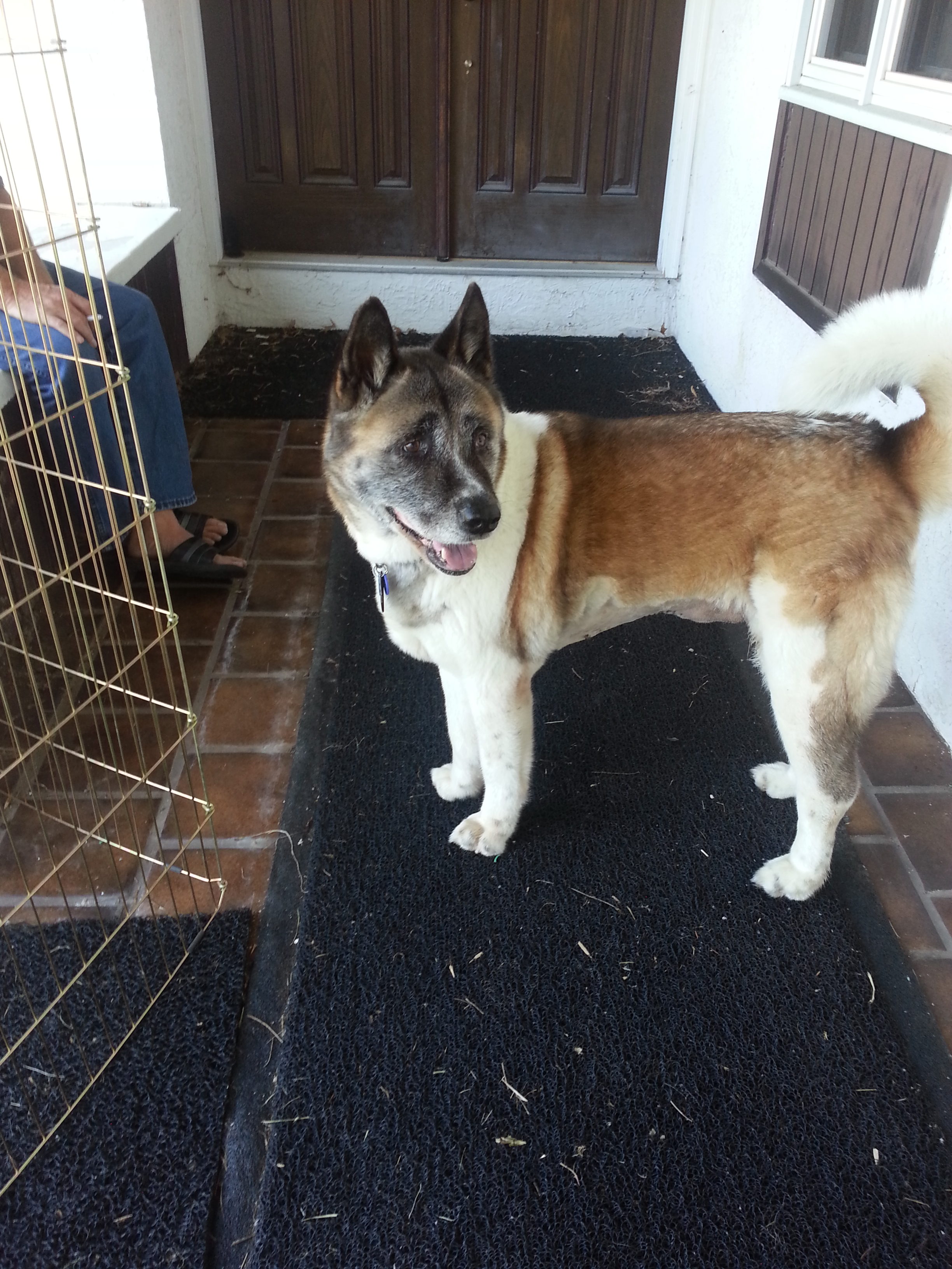 2013 Adoptions Successful Adoptions Midwest Akita Rescue Society