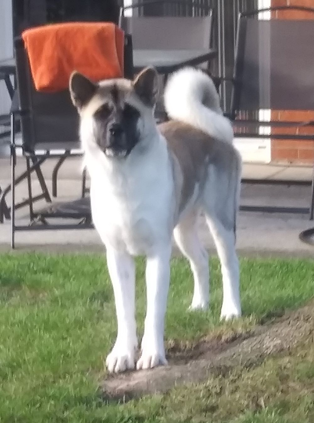 KITA (Owner/Shelter Courtesy Post) Midwest Akita Rescue Society