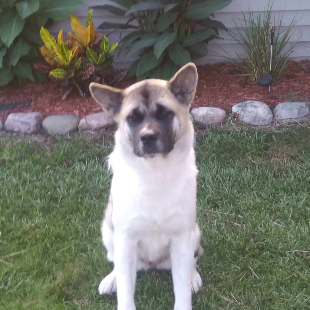 KITA (Owner/Shelter Courtesy Post) Midwest Akita Rescue Society