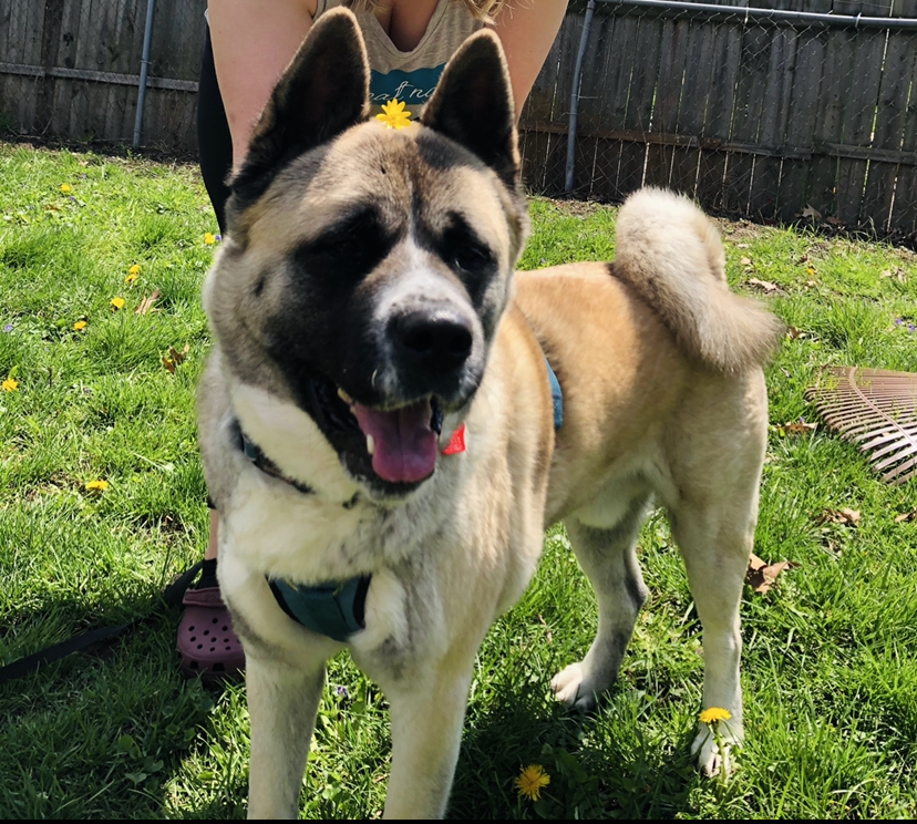 KUMA (Owner/Shelter Courtesy Post) Midwest Akita Rescue Society