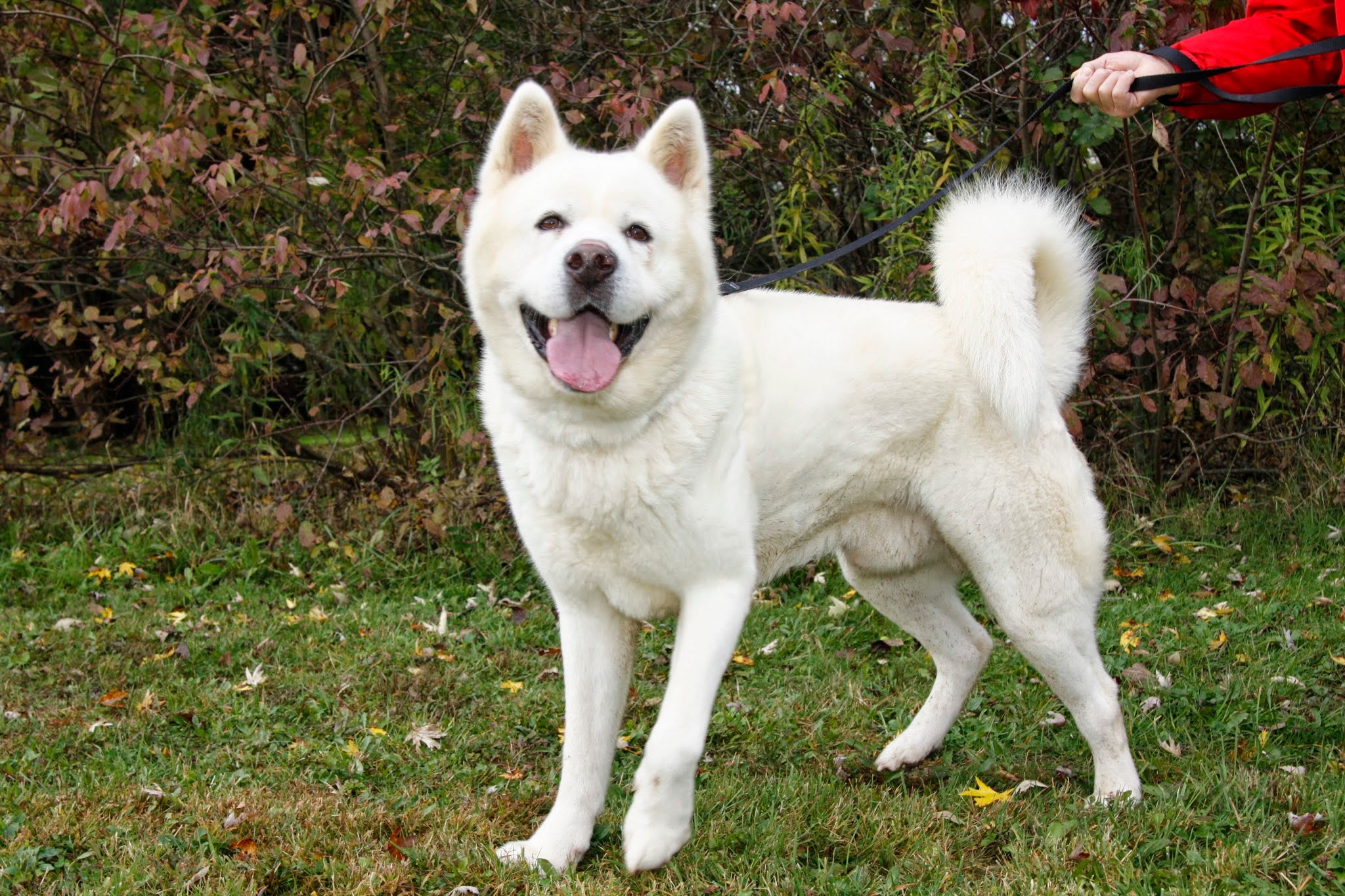 2014 Adoptions Successful Adoptions Midwest Akita Rescue Society