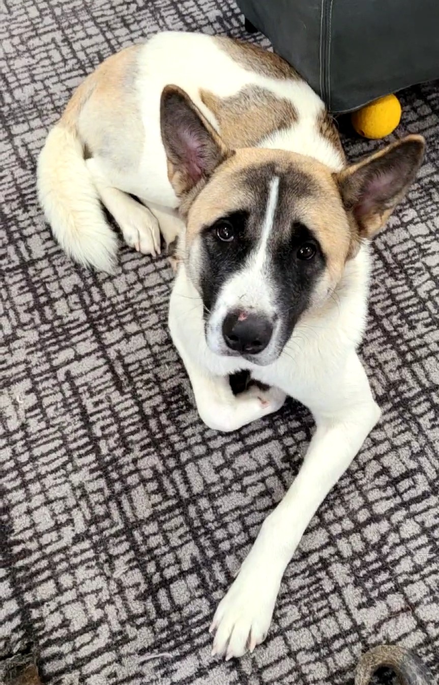 SHINOBA (Owner/Shelter Courtesy Post) - Midwest Akita Rescue Society