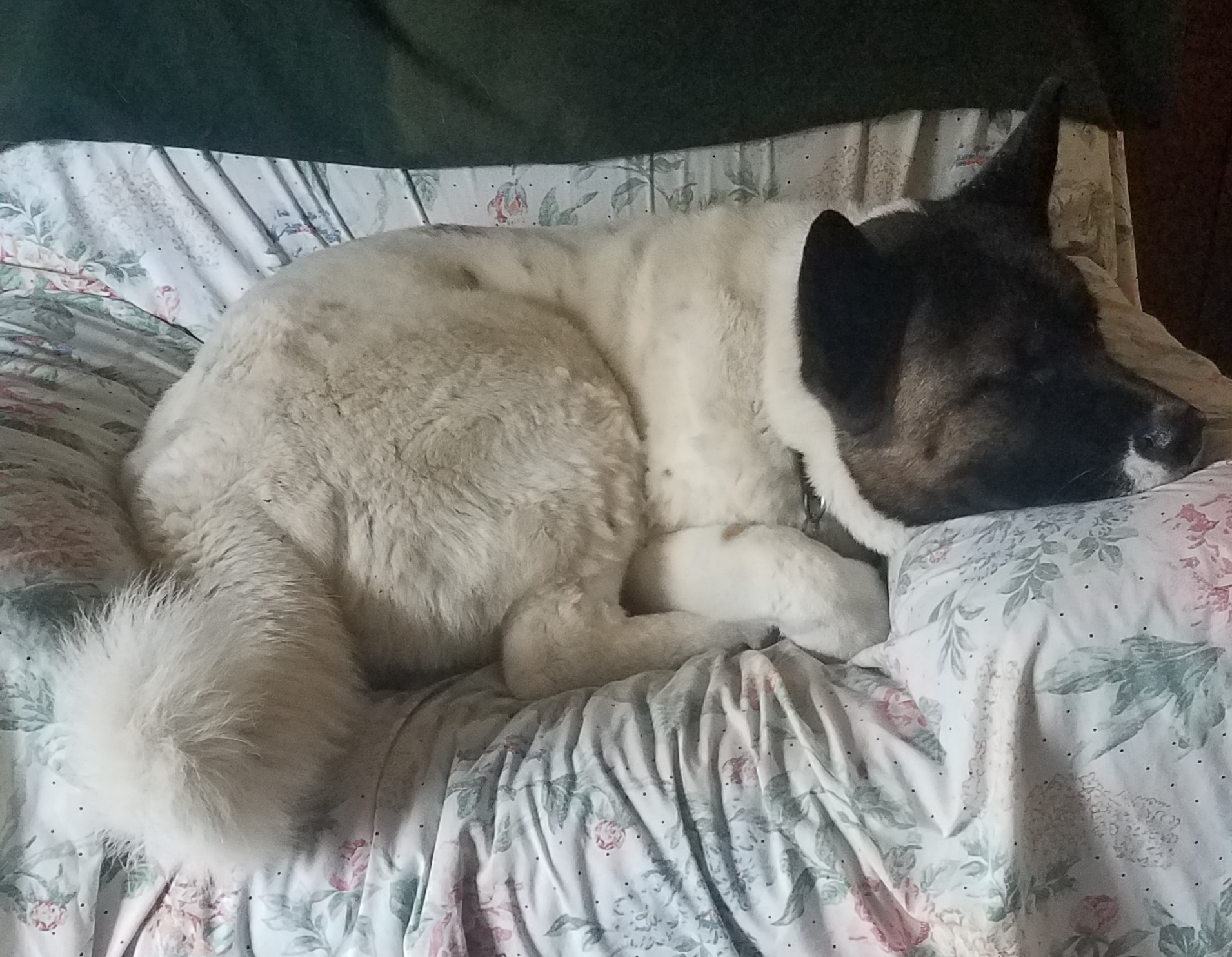 THOR (Owner/Shelter Courtesy Post) Midwest Akita Rescue Society