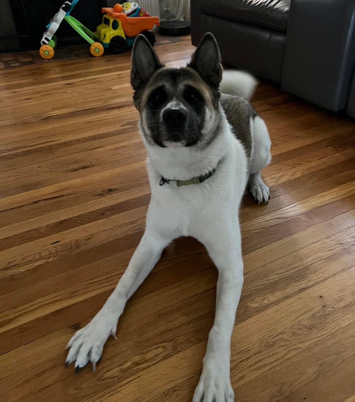 YOSI (MARS Orphan) Midwest Akita Rescue Society
