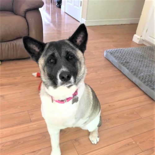 Midwest Akita Rescue Society (MARS) Serving the Illinois, Indiana