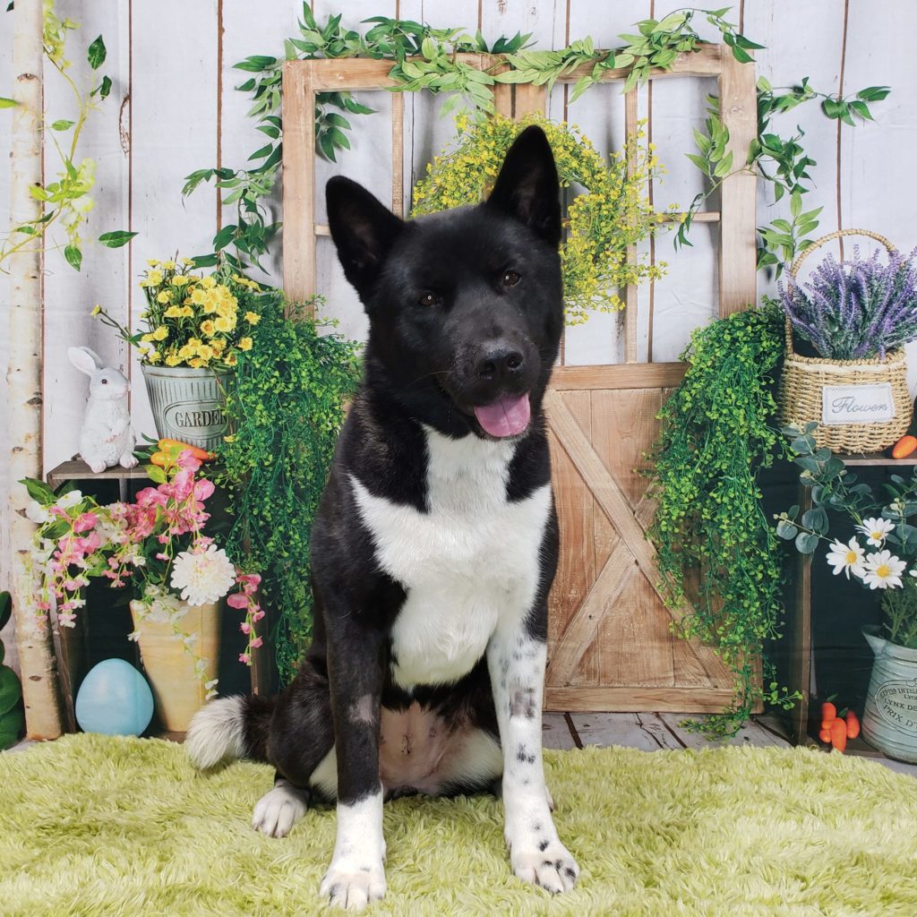 Midwest Akita Rescue Society (MARS) Serving the Illinois, Indiana