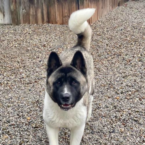 Midwest Akita Rescue Society (MARS) Serving the Illinois, Indiana, Wisconsin, Michigan, Ohio