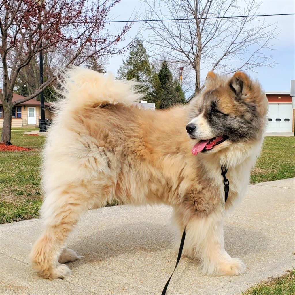 Midwest Akita Rescue Society (MARS) Serving the Illinois, Indiana