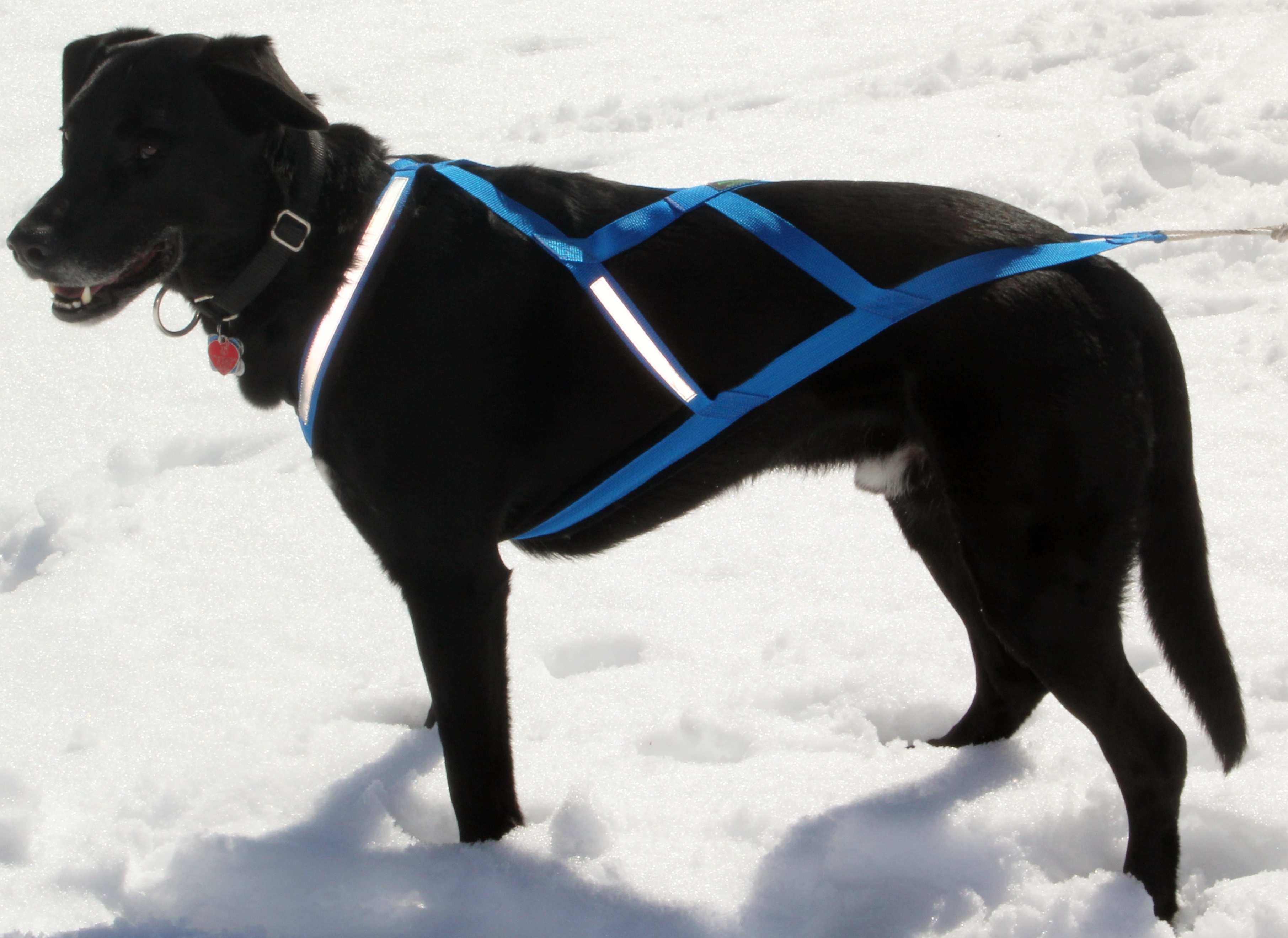 XBack Dog Pulling Harness made in Canada AKKO Sports