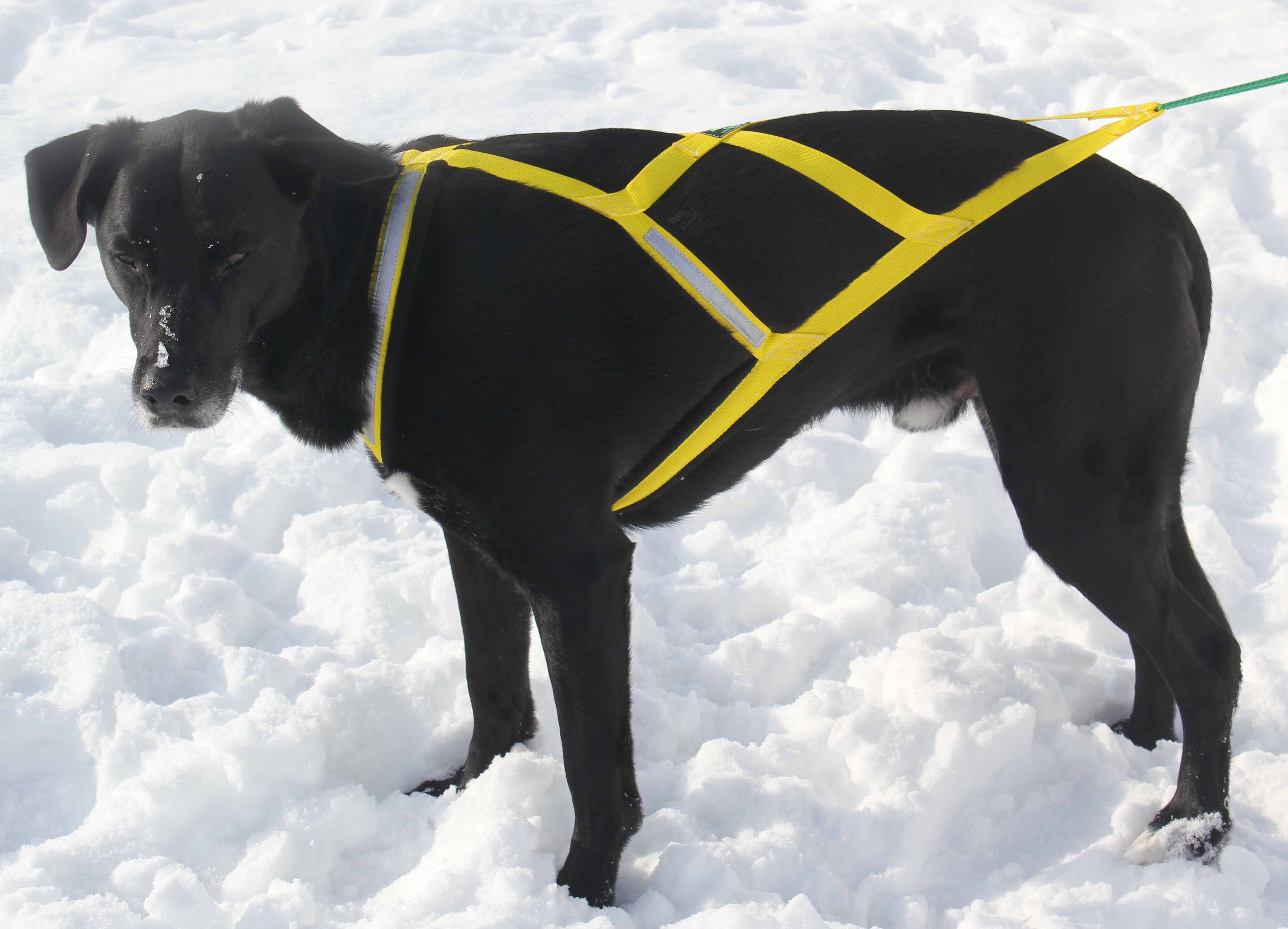 XBack Dog Pulling Harness made in Canada AKKO Sports