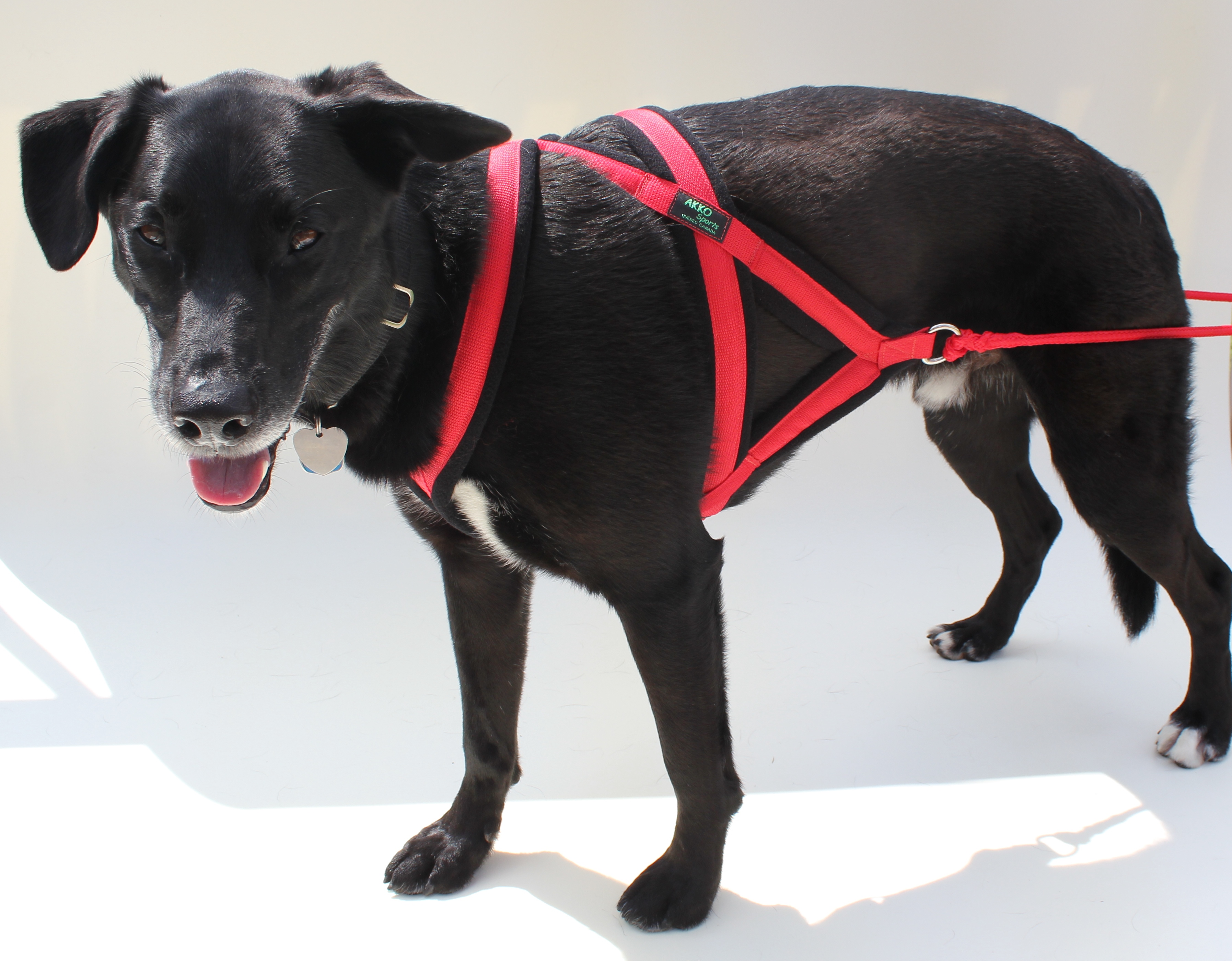 BH Single File Harness AKKO Sports