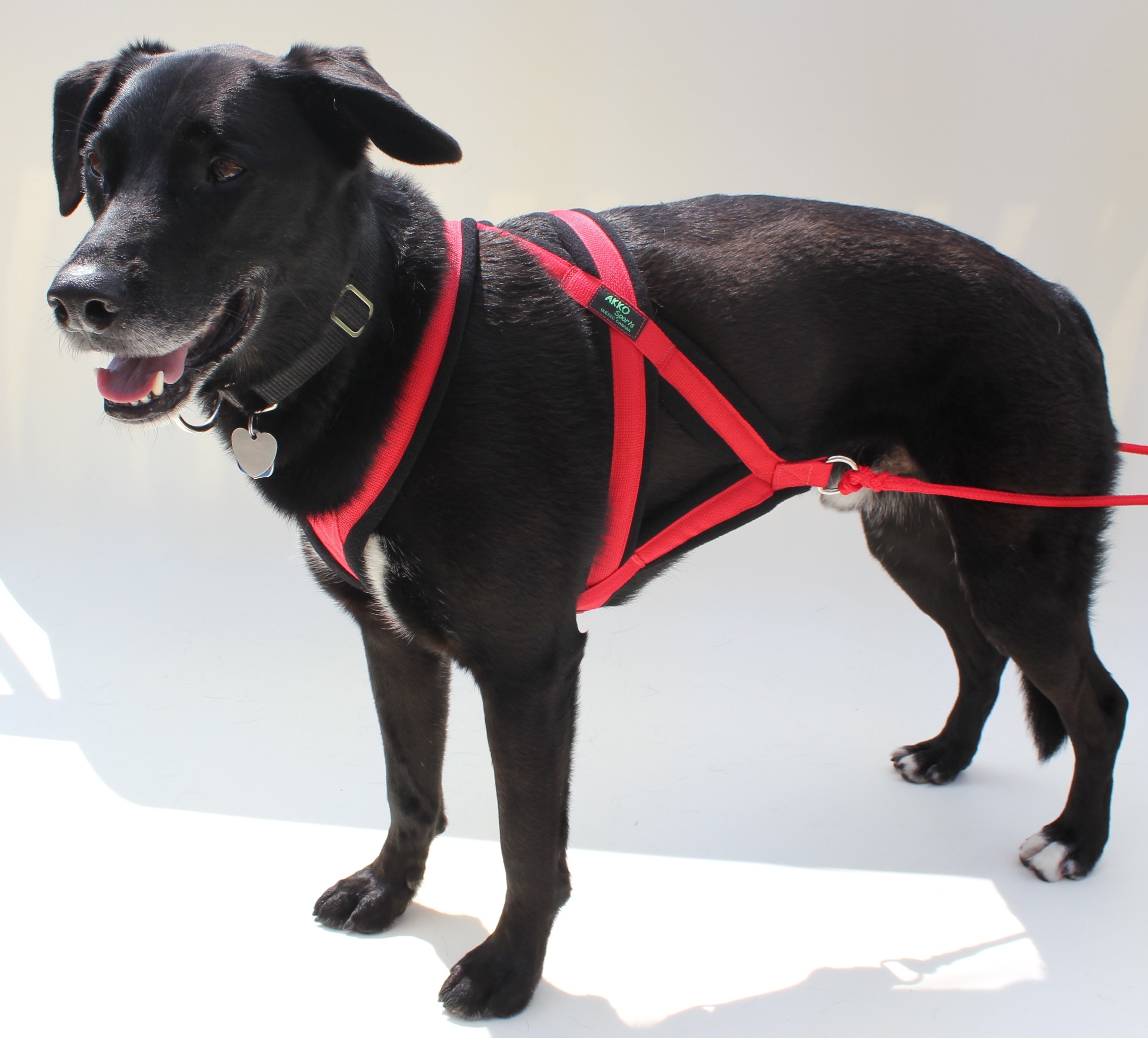 Single file dog pulling harness made in Canada AKKO Sports