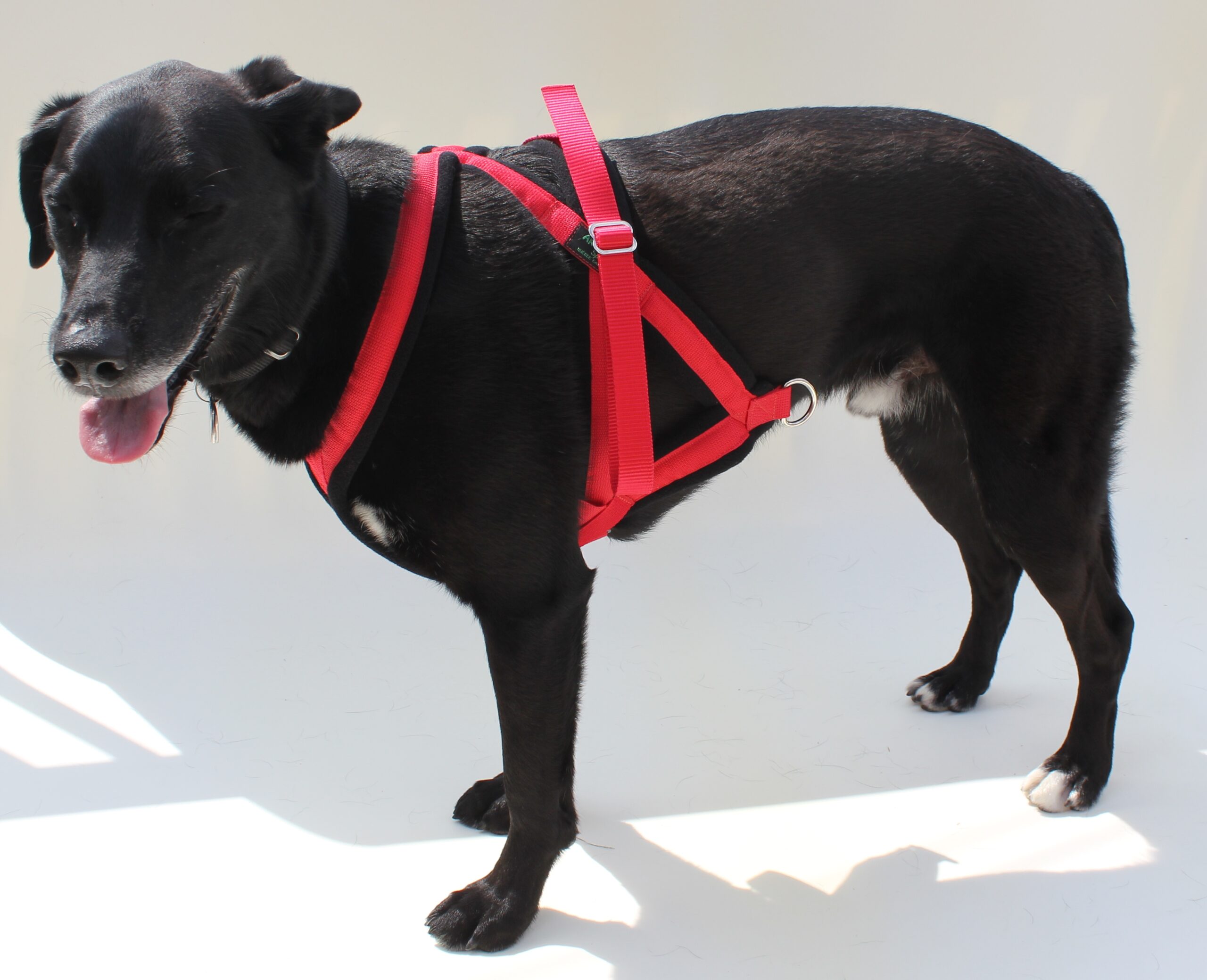 Carting/Drafting dog pulling Harness made in Canada AKKO Sports