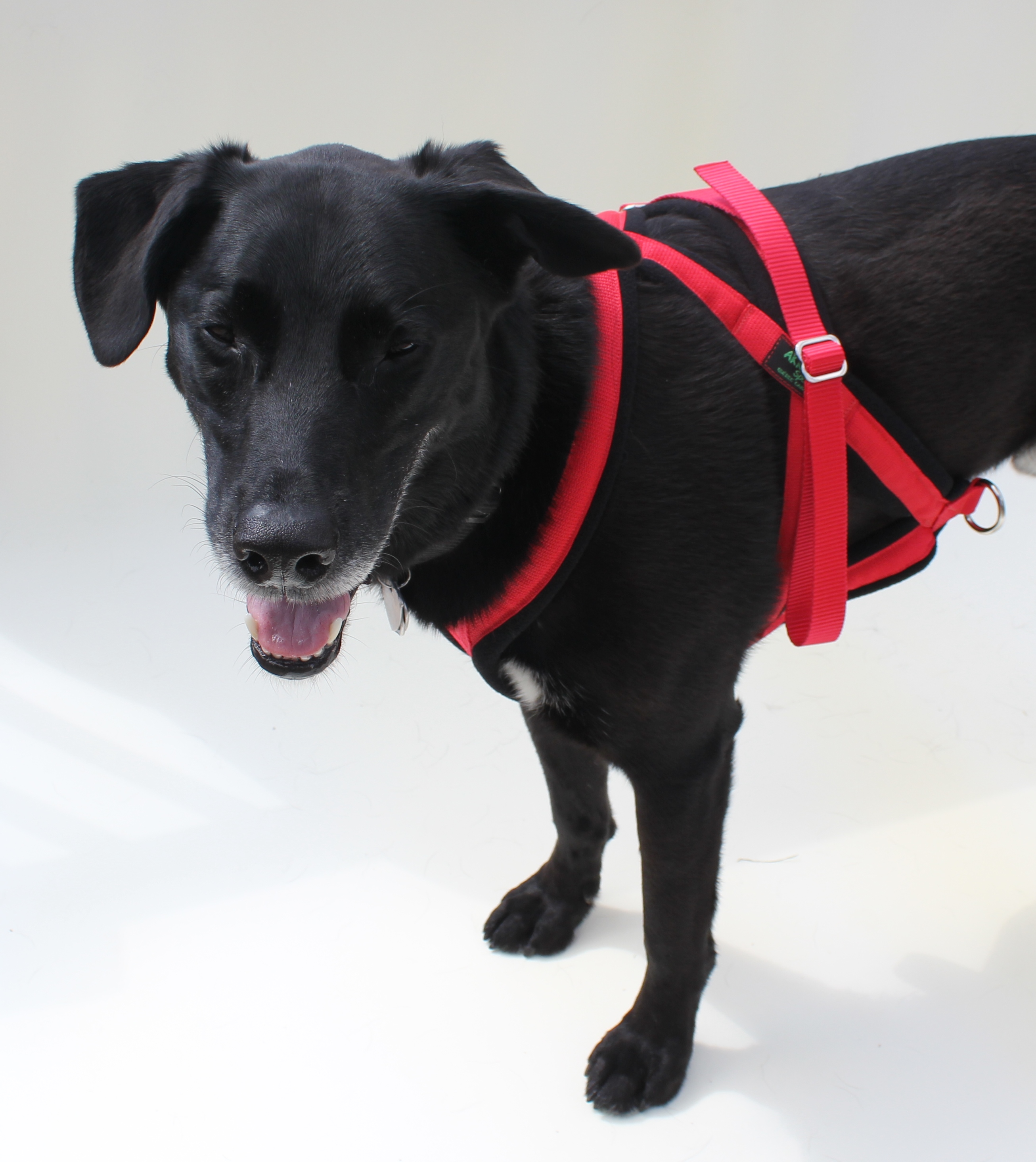 Carting/Drafting dog pulling Harness made in Canada AKKO Sports