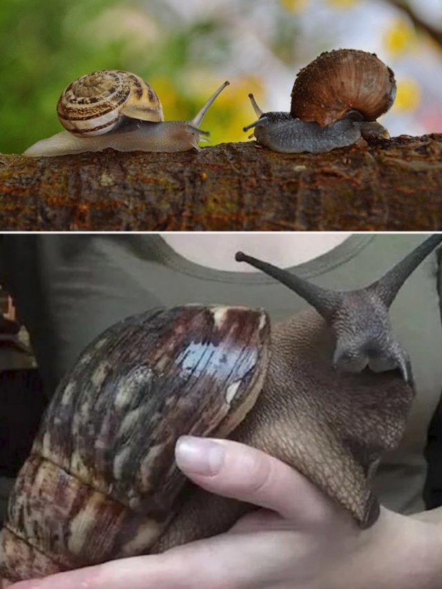 Largest Snails In The World