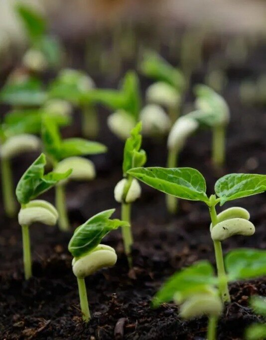 Tips and Tricks to Grow Plants Faster at Home