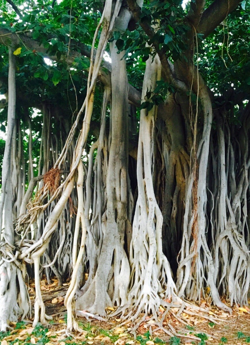 Trees with the Deepest Roots