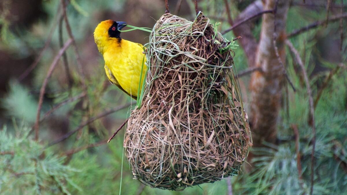 Different Types of Bird Nests and How to Spot Them