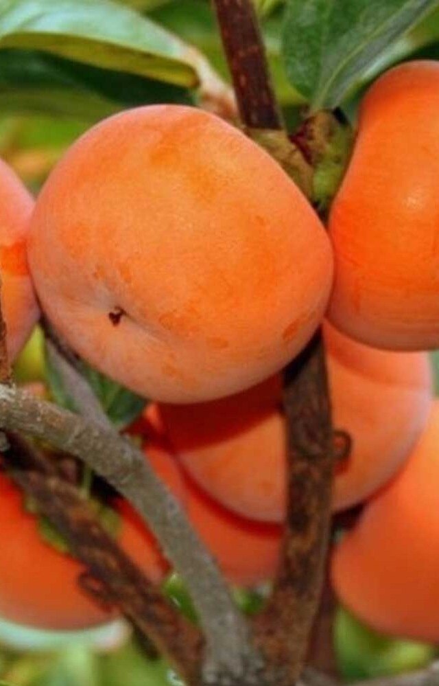 Fruits That Take Longest To Grow