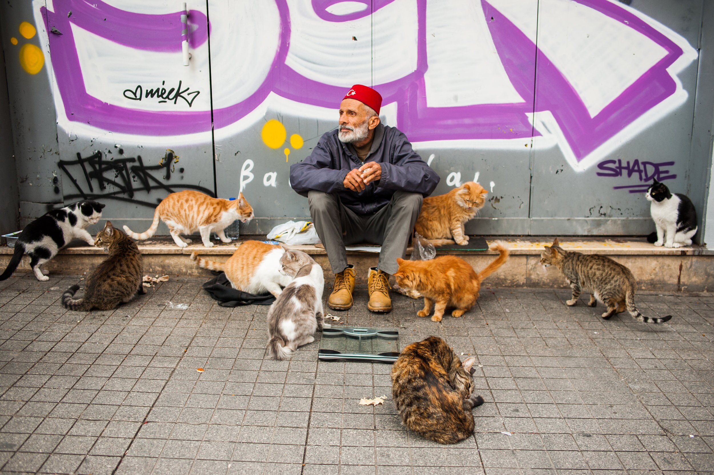 Meoww! Why Are There So Many Cats In Istanbul?