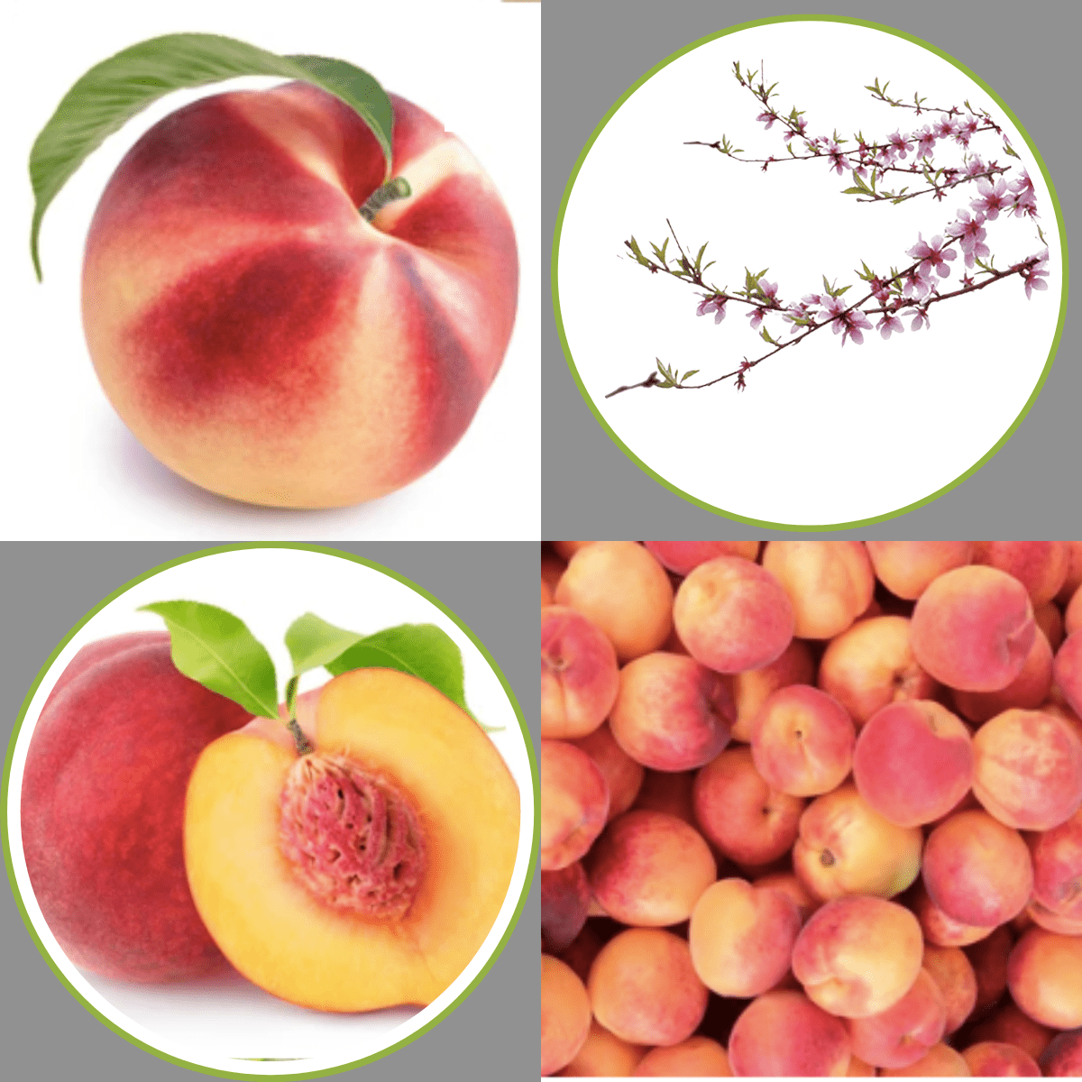 It's Peach Season in Southern Hemisphere Now Akorn Tech