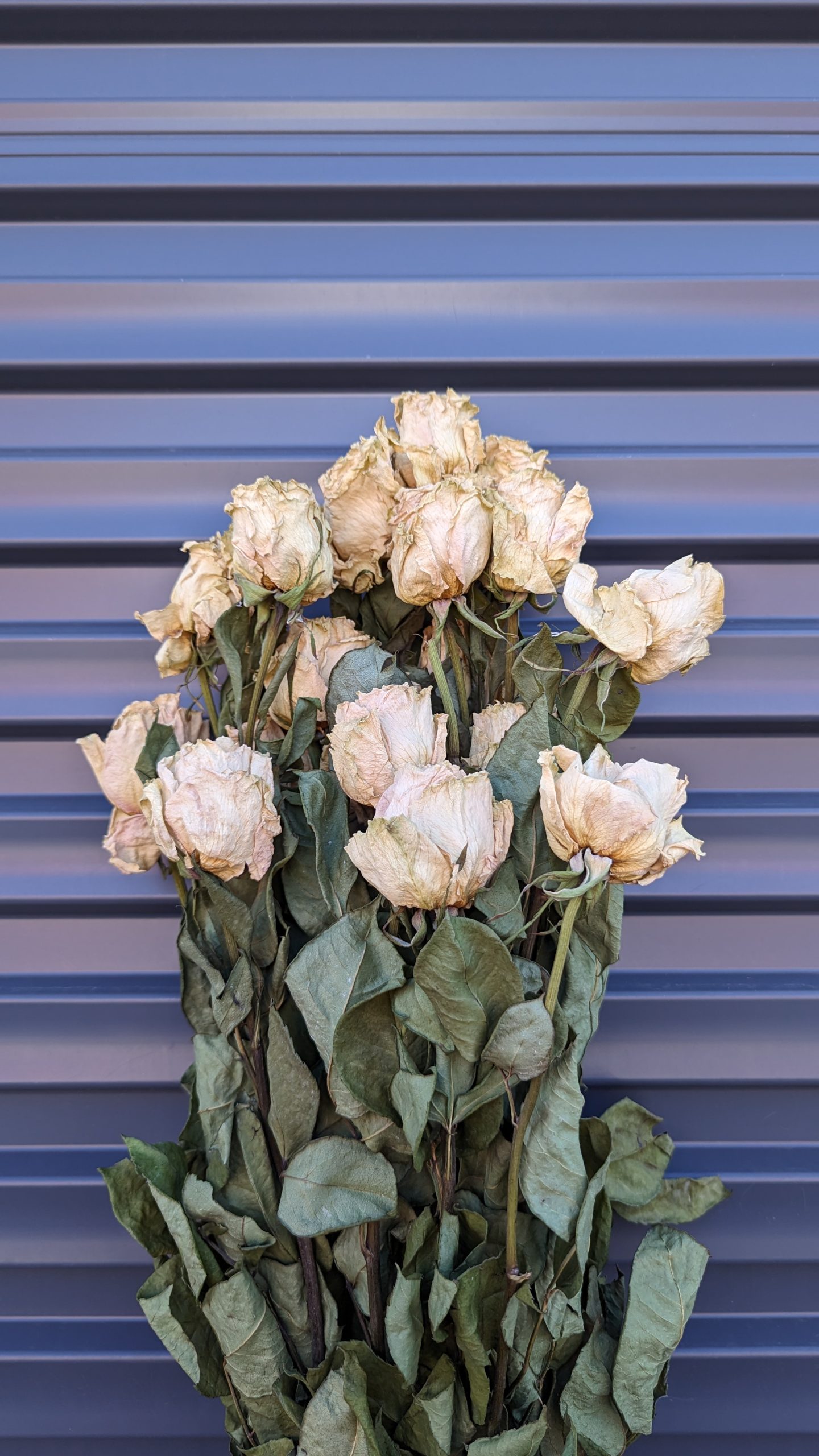 Roses Naturally Dried Akshar Flowers