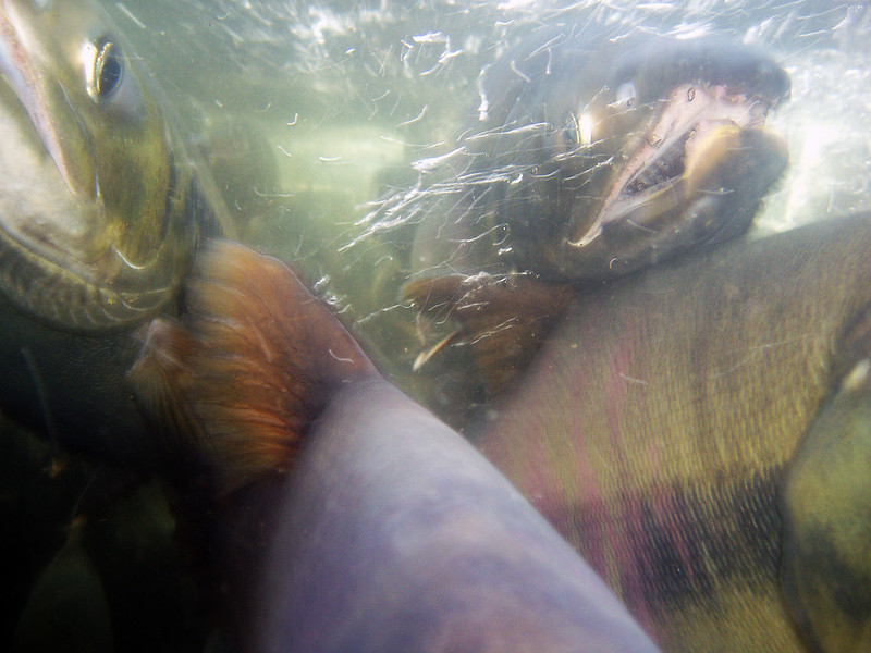 Yukon, Tanana, KuskowimGoodnews Chum Salmon Fishing Closed