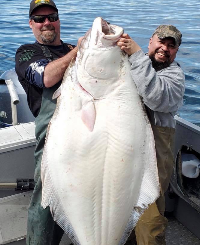 Alaska Offers A Helluva Halibut Experience