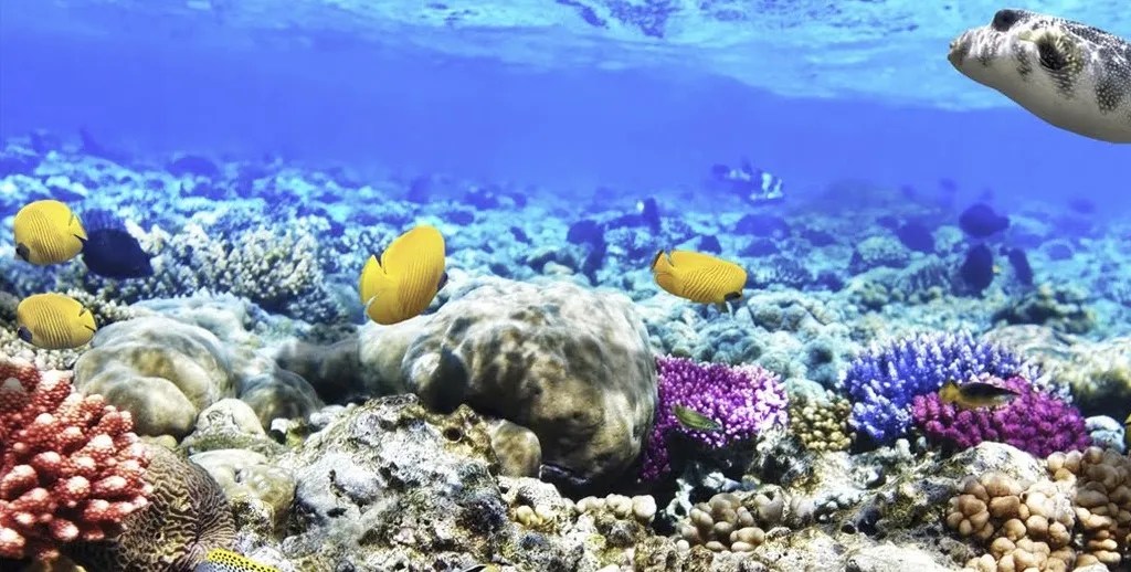 What Are Coral Reefs And What's Their Purpose?