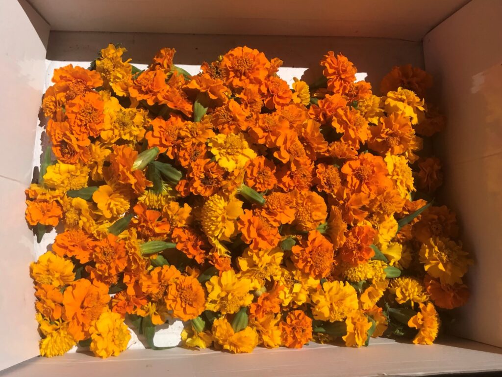 How To Dry Marigold Flowers For Tea Best Flower Site