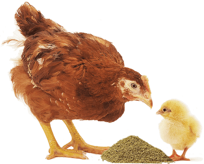 Akwaaba Feed Ltd Akwaaba Feeds Ltd