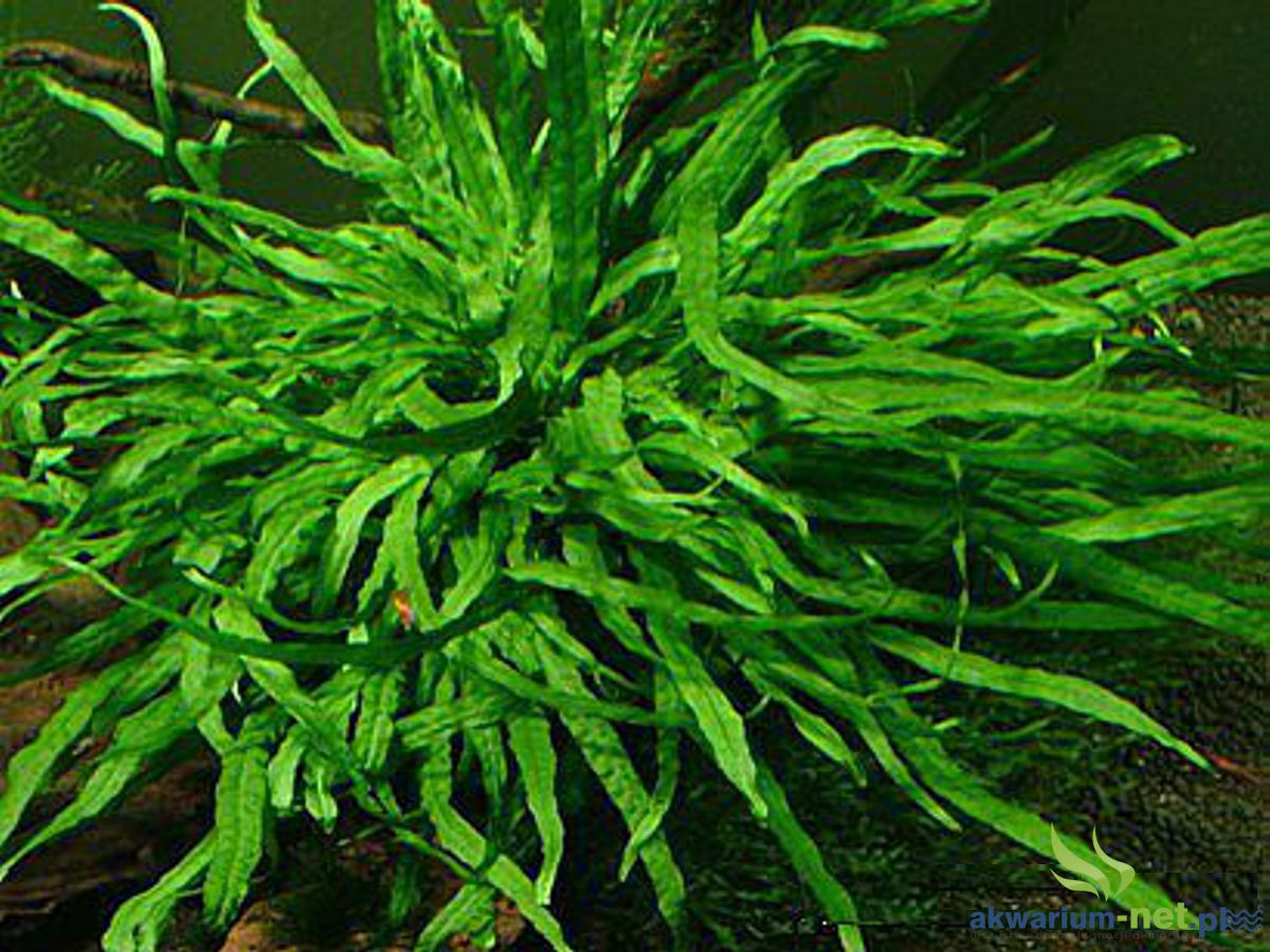 MICROSORIUM PTEROPUS NARROW Sklep Rośliny akwariowe, Sole