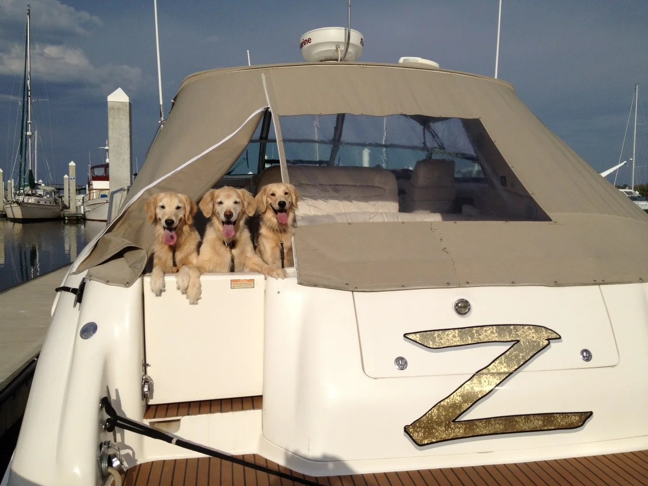 Dogs Love Yachting Too! Yachts for Sale with Ak Yachts