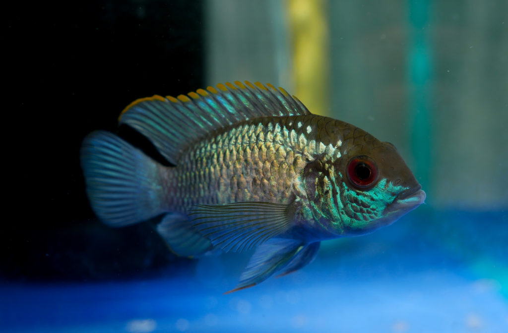 Electric blue acara cichlid