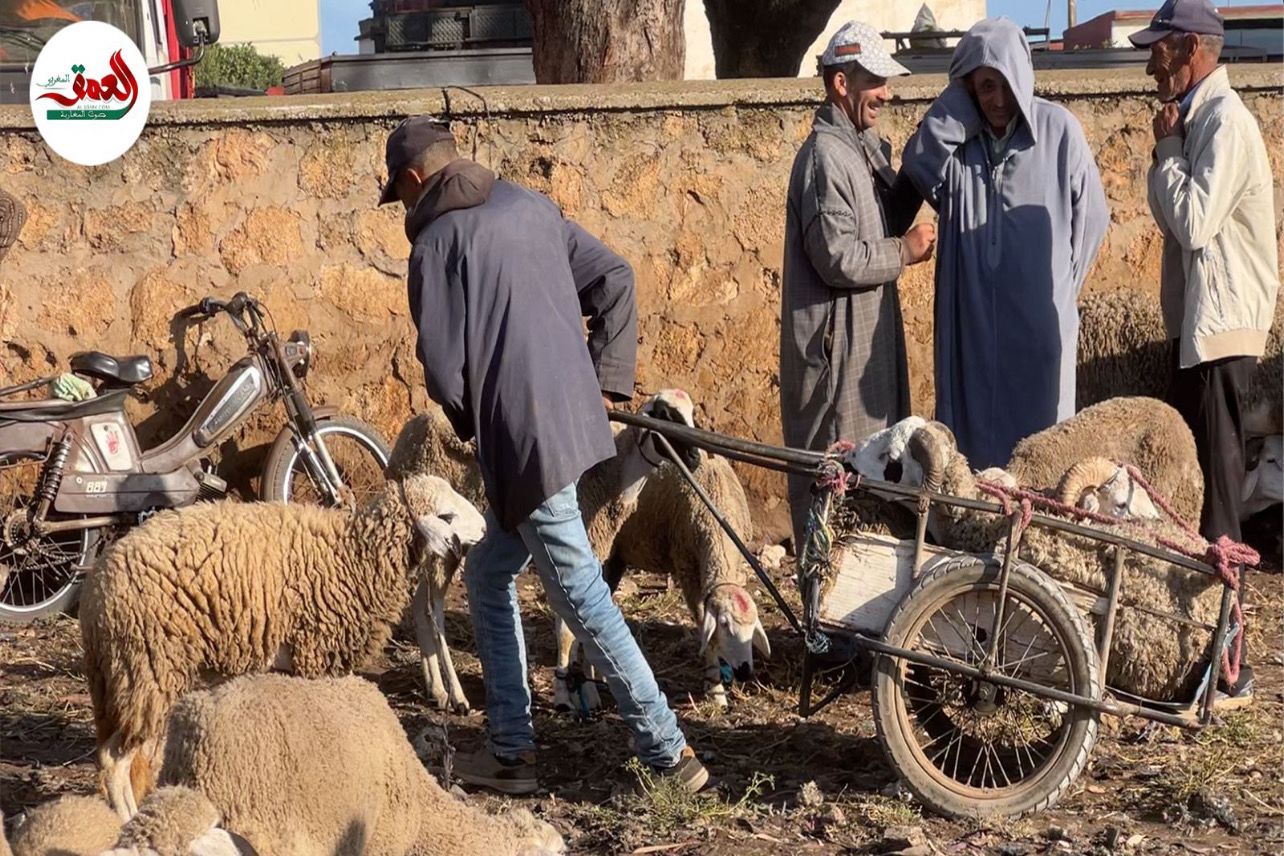 دكالة
