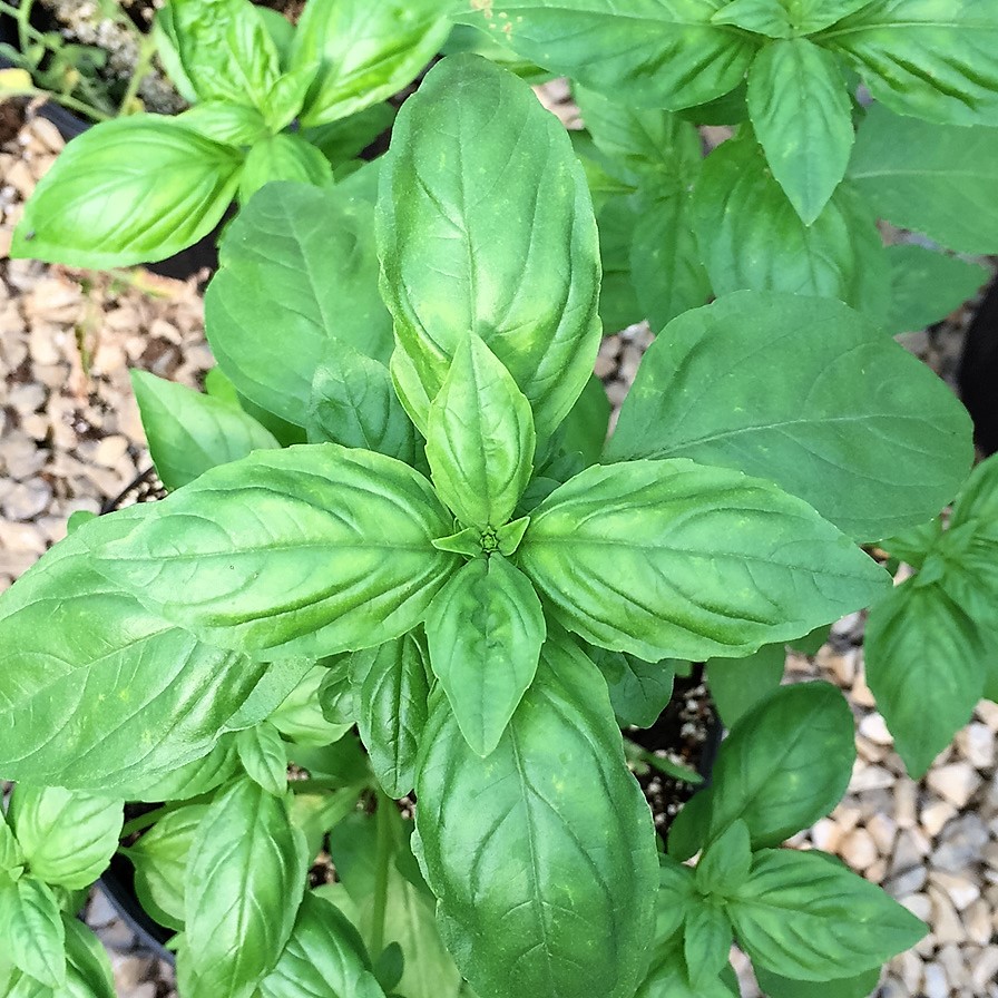 Basil, Sweet Italian Alabama Grown