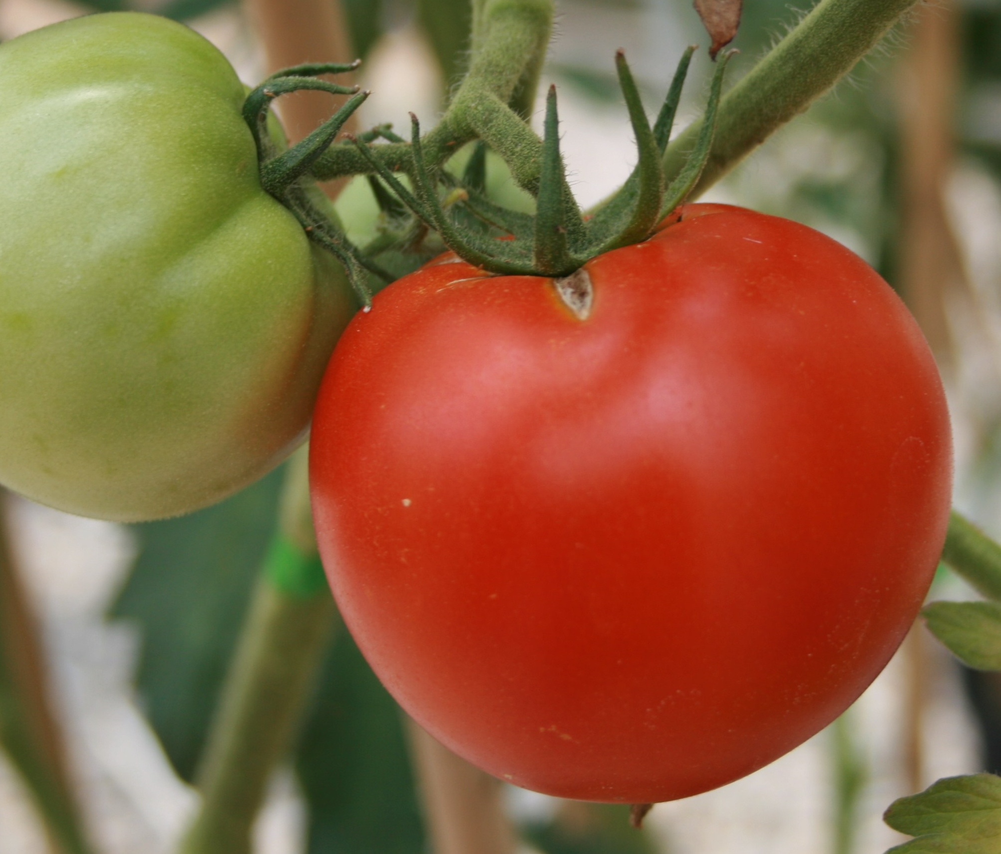 Park's Whopper Alabama Grown