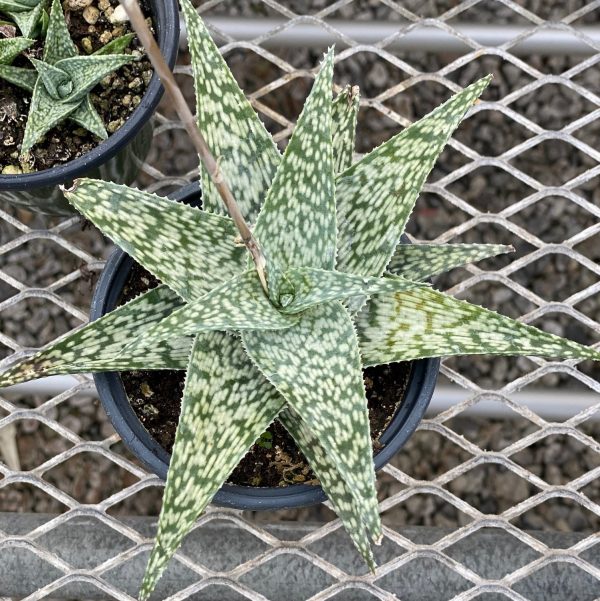 Aloe, White Fox Alabama Grown