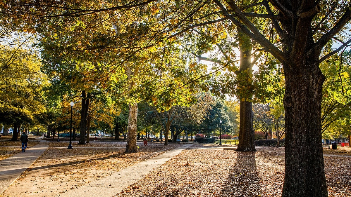 University of Alabama to launch campus tree farm - Alabama NewsCenter - Vimarsana News